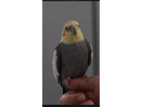 Uygun fiyata ele alışık ve konuşkan sultan papağanı