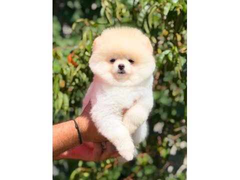 Pomeranian boo dişi ve erkek