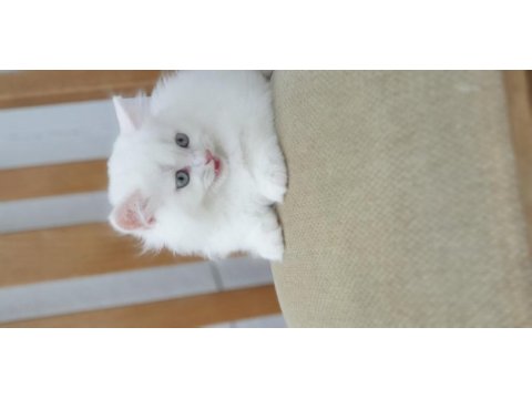 British longhair pendik beyaz