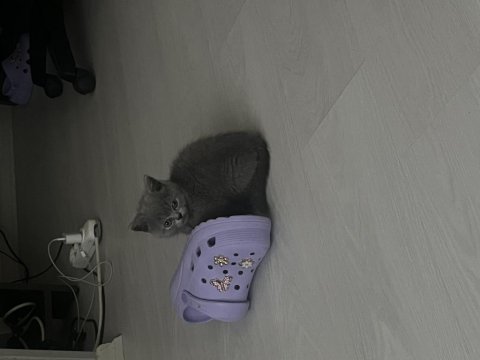 2 aylık safkan british shorthair
