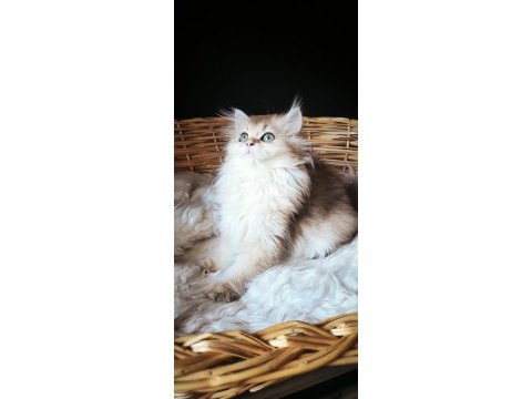 3 buçuk aylık dişi british longhair