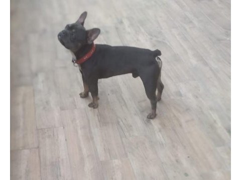 French bulldog