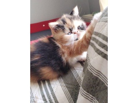 Cfa kayıtlı exotic shorthair anne ve baba yavru