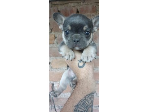 French bulldog bebekler