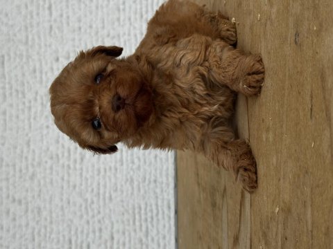 Poodle aşılı köpeğimiz