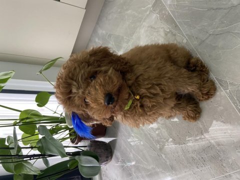 Red brown toy poodle