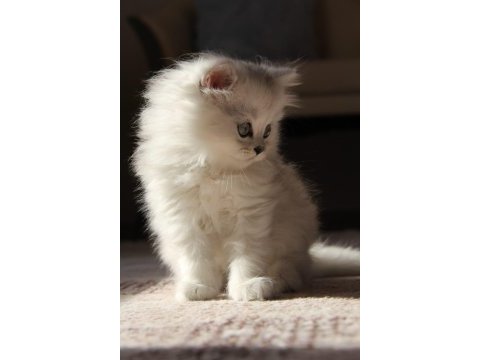 Tatlı british longhair yavruya yuva arıyoruz