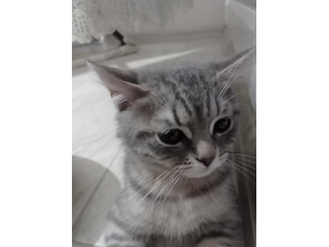British shorthair erkek