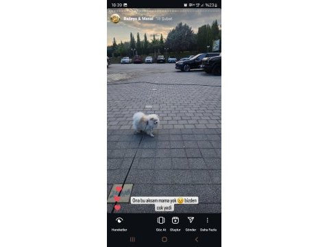 Minyatür pomeranian boo erkek 1 yaş boy 25 cm