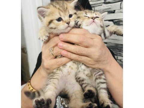 British shorthair yavrular