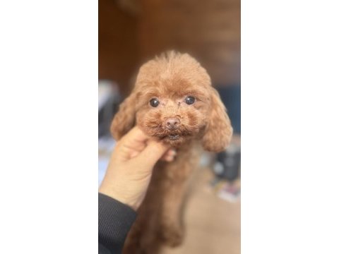 Özel t-cup dişi poodle teddy face / 1,5 kg