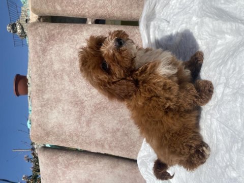 Mini boy maltipoo oğlumuz