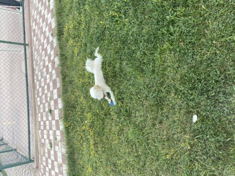9 aylık toy poodle sahiplendirme