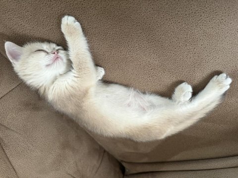 2 aylık dişi safkan british shorthair