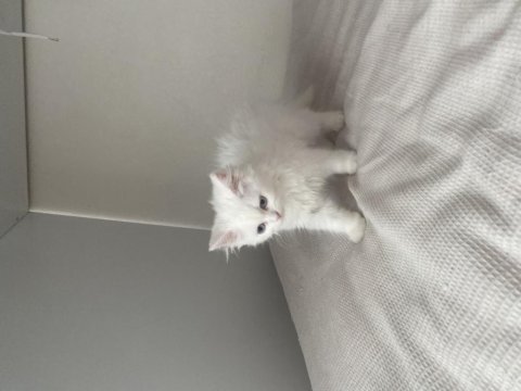 3 aylık british longhair yavrumuz