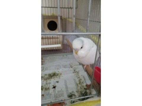 Sahiplendirmek üzere muhabbet kuşu