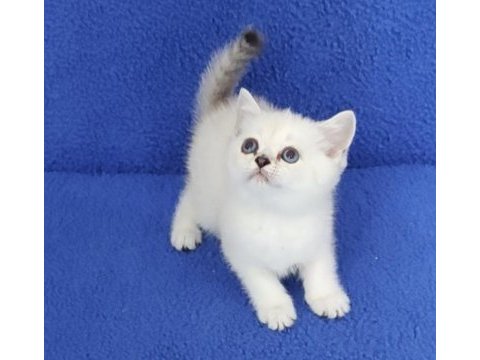 Yeni yuvasına gitmeye hazır  british ponçik