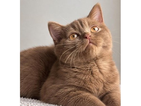 British shorthair cinnamon ve chocolate yavrular