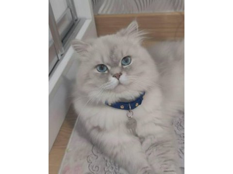 Şecereli anne babanın british longhair oğlu