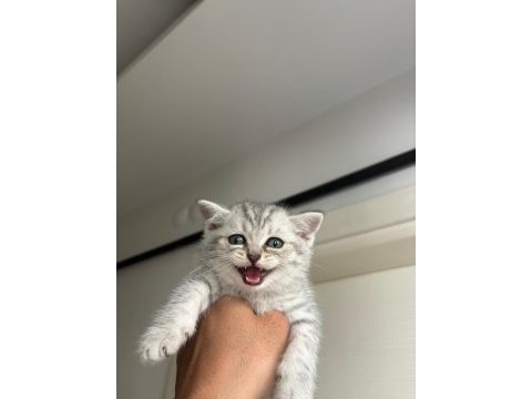 2 aylık erkek british shorthair yavrular