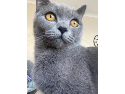 8 aylık dişi british shorthair malzemeleri ile birlikte