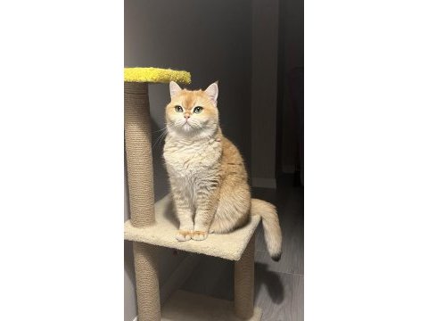 Golden british shorthair