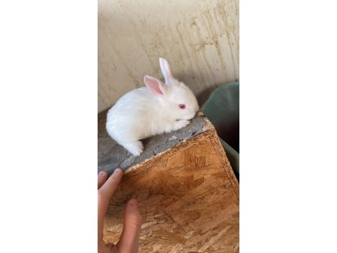 Yavru minik tavşanlar