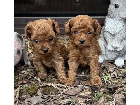 Toy poodle kore yavrular