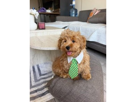 Maltipoo yavrusu