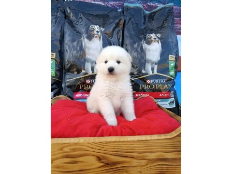 Safkan samoyed yavruları