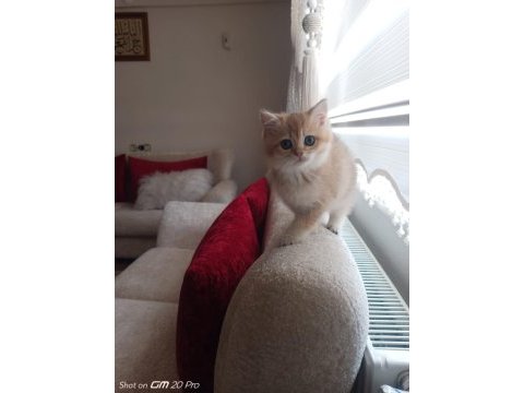 British shorthair golden ny 11 dişi erkek