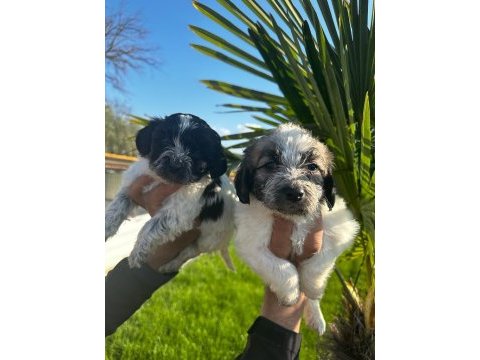 Maltipoo bebekler