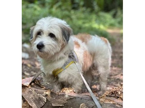Tibetan terrier köpeğimiz