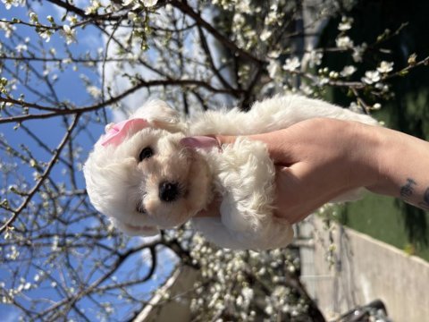 Kar topu beyaz bichon frise bebekler