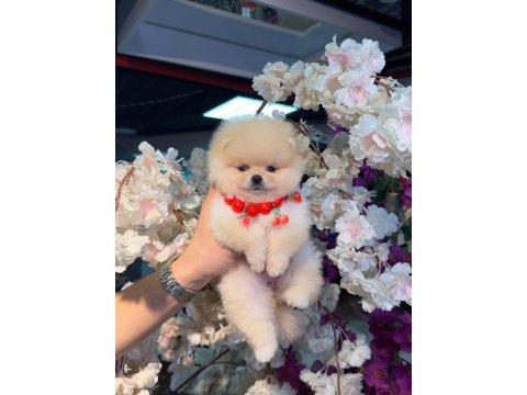 Ayı surat pomeranian bebekler