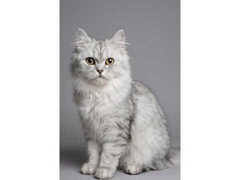 British longhair kedimizi sahiplendirme