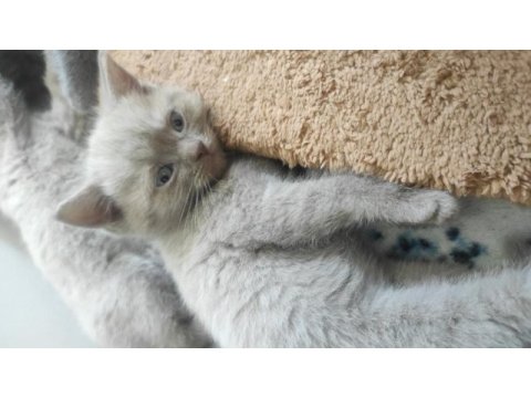 Sevimli british shorthair