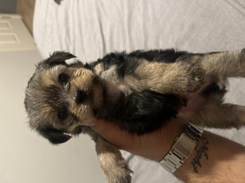 Yorkshire terrier 2. sınıf