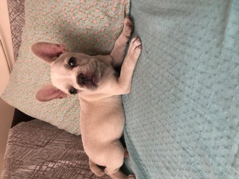 Lilac tan platinium french bulldog