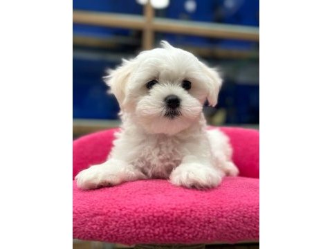 Irk garantili maltese terrier yavrular