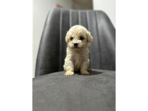 Maltipoo adrese teslim, kapıda ödeme yapabilirsiniz
