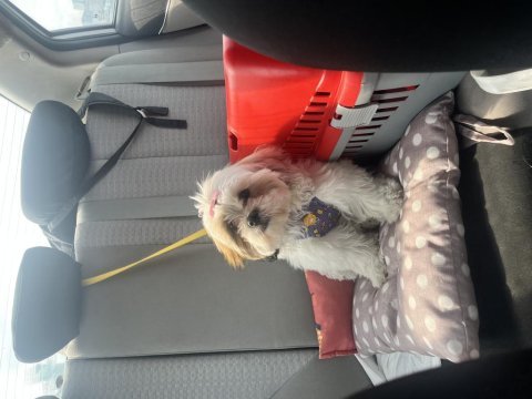 5 aylık shih tzu