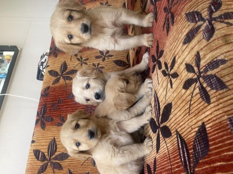Son 3 erkek golden retriever bebekler