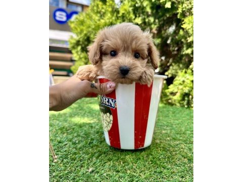 Maltipoo f2b safkan yavrularımız mini boy en küçük boy
