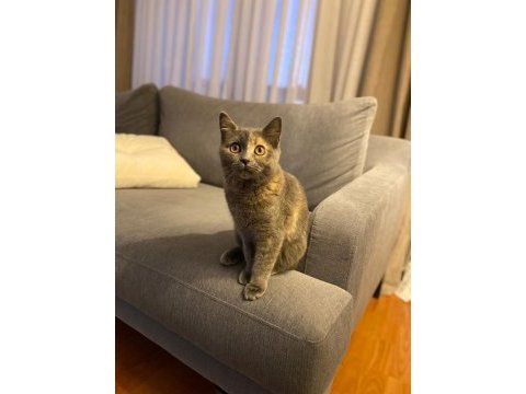 British shorthair puf puf tüylü dişi 7 aylık