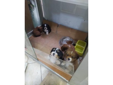 Shih tzu yavrular