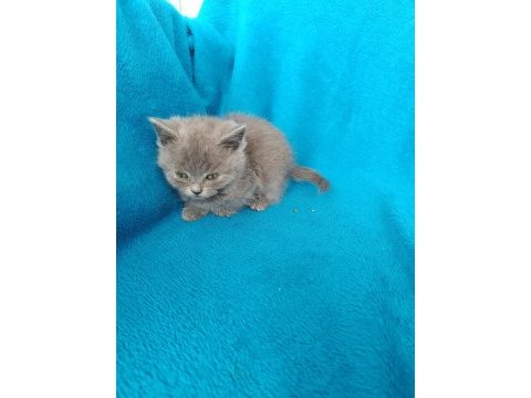 British shorthair bal gözlü yavrular