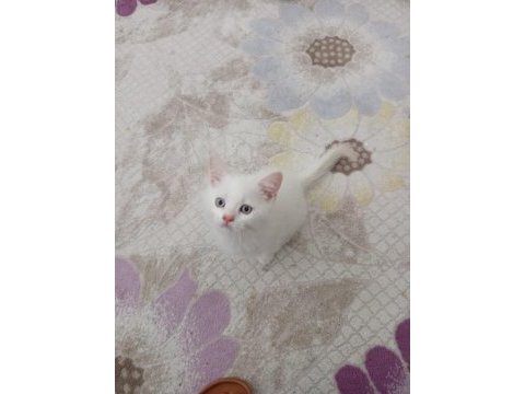 Sevimli british shorthair bebişler