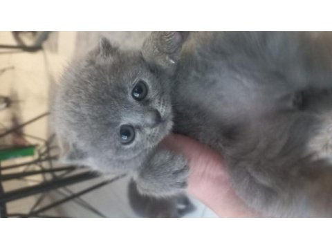 Küçük scottish fold bebeğimiz yeni yuvasını arıyor