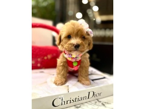 En güzel orjinal teacup yavrular maltipoo
